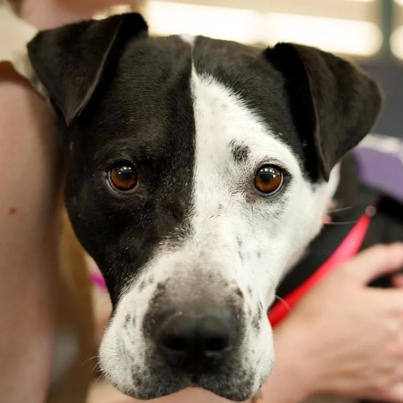 Rap Battle thumbnail 4