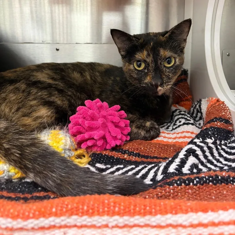 An adult medium-sized female Tortoiseshell Domestic Short Hair cat named Reese for adoption in Corpus Christi, TX