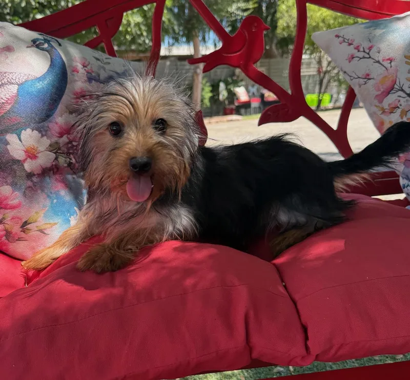 A young small-sized female Black Silky Terrier dog named Gracie for adoption in Temecula, CA