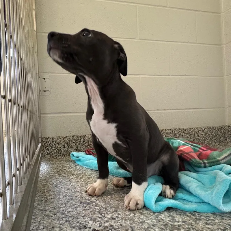 A baby small-sized female Black Labrador Retriever dog named Zoeybird for adoption in Morganton, NC