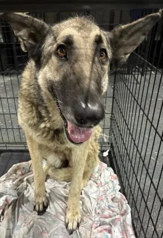An adult large-sized female German Shepherd Dog dog named Lucille for adoption in Bakersfield, CA
