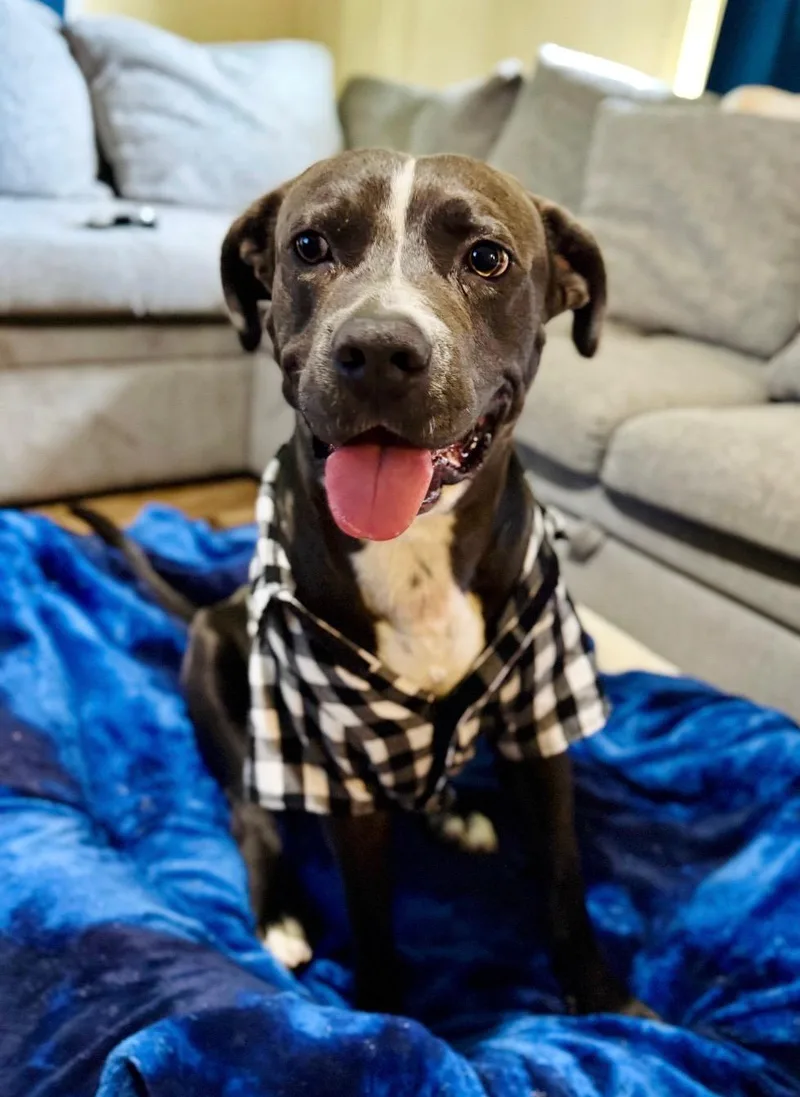 A young medium-sized male Gray / Blue / Silver Mixed Breed dog named Buckaroo Buck for adoption in Houston, TX