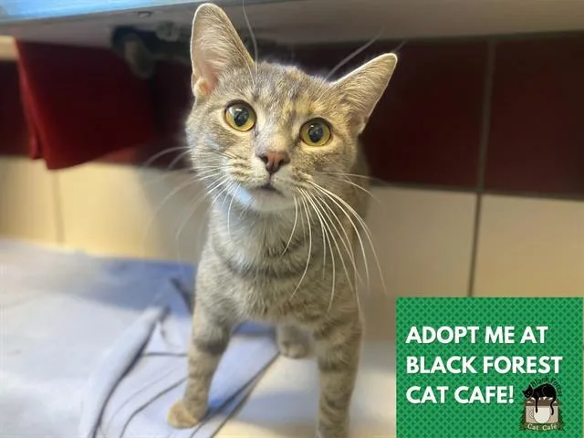 A young medium-sized female Domestic Short Hair cat named Cheekies for adoption in Fort Wayne, IN