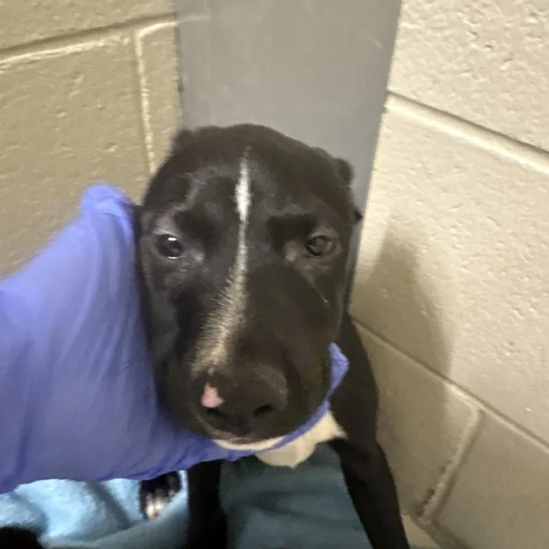 A baby small-sized male Black Mixed Breed dog named Beefalo for adoption in Pensacola, FL