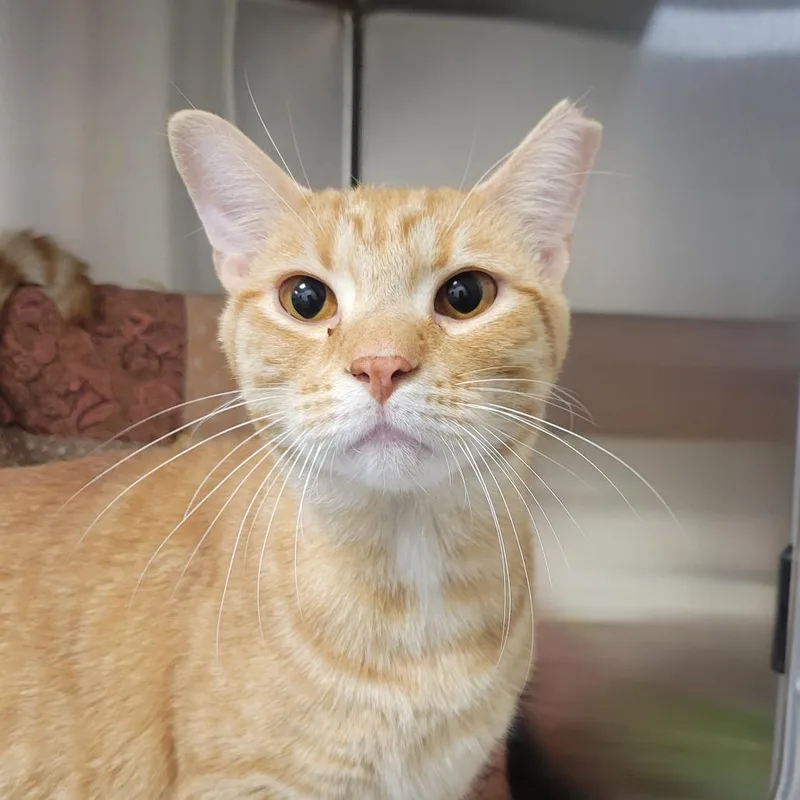 An adult small-sized male Orange / Red Domestic Short Hair cat named Slim Jim for adoption in Nashville, IN