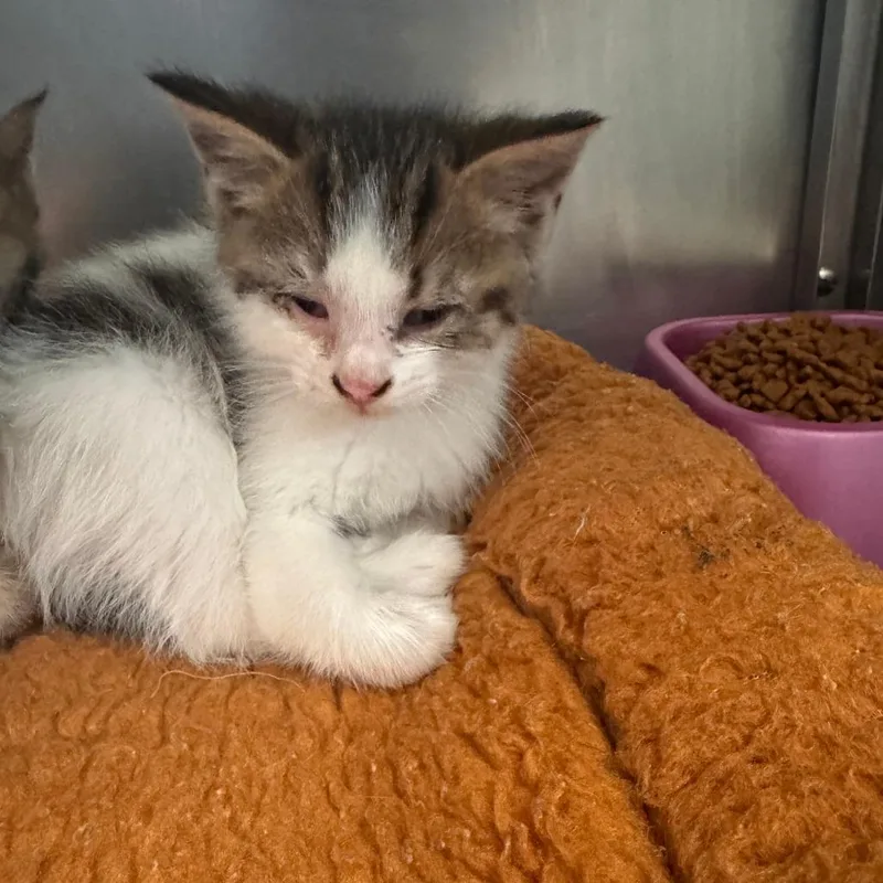 A baby small-sized male Brown / Chocolate Domestic Short Hair cat named Goanna for adoption in South Haven, MI