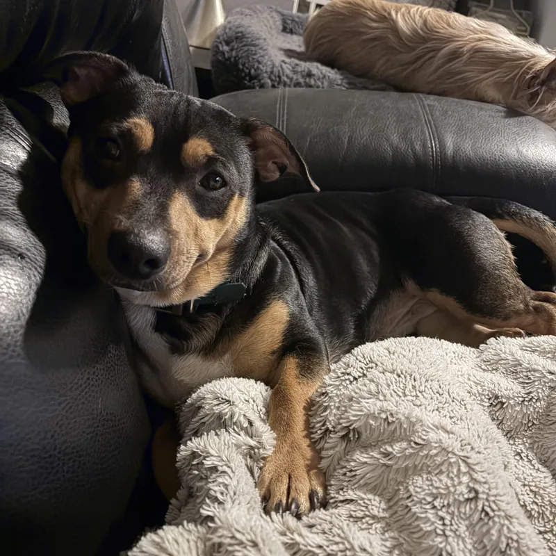 A young medium-sized male Bicolor Terrier dog named Butch for adoption in East Lansing, MI