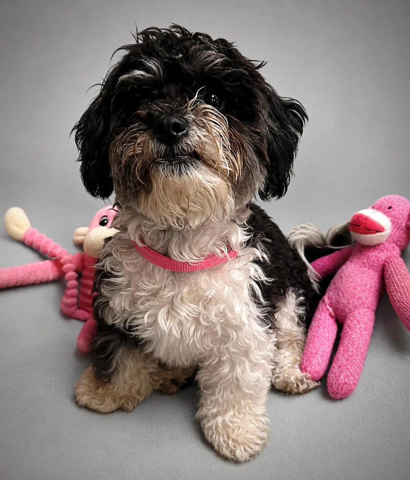 A baby small-sized female White / Cream Shih Tzu dog named Petunia for adoption in Albuquerque, NM