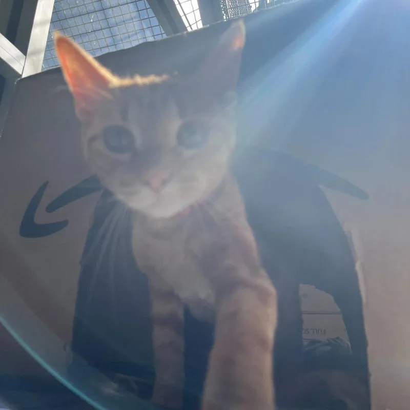 Amber thumbnail 3