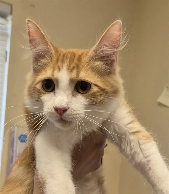 A baby small-sized male Domestic Medium Hair cat named Gus for adoption in Lodi, CA