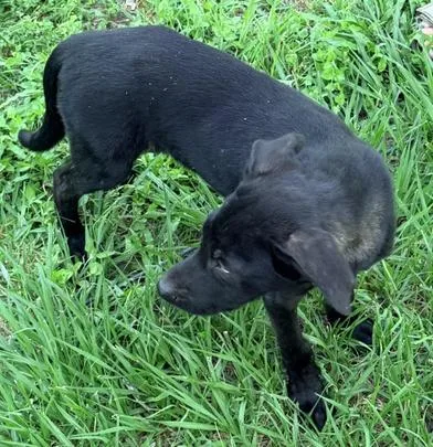 A baby large-sized male Black Labrador Retriever dog named Buddy for adoption in Liverpool, TX