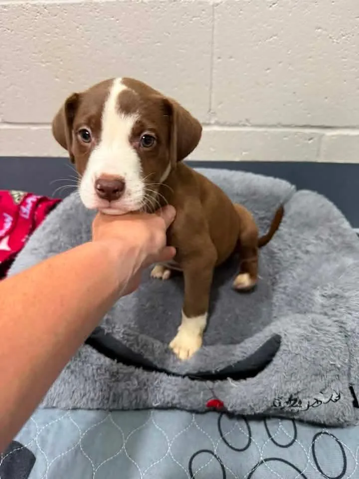 A baby medium-sized male Pit Bull Terrier dog named Chestnut for adoption in Browns Mills, NJ