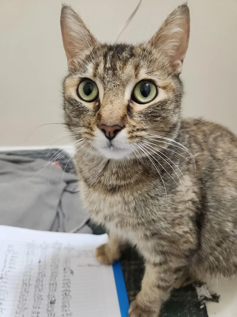 A young medium-sized female Brown / Chocolate Domestic Short Hair cat named Tastingsurvivor With A Soft for adoption in Laurel, MD