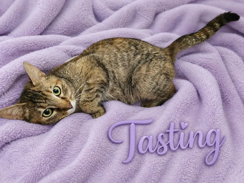 Tastingsurvivor With A Soft thumbnail 5