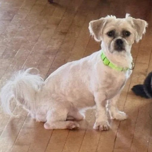 An adult small-sized male Shih Tzu dog named Chaz for adoption in Racine, WI