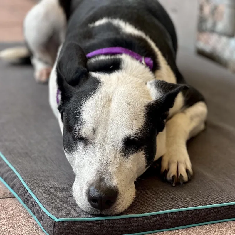 A senior medium-sized female White / Cream Terrier dog named Lola for adoption in Fort Lauderdale, FL