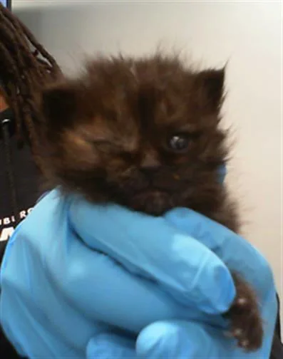 A baby small-sized female Domestic Short Hair cat named A for adoption in Charlotte, NC