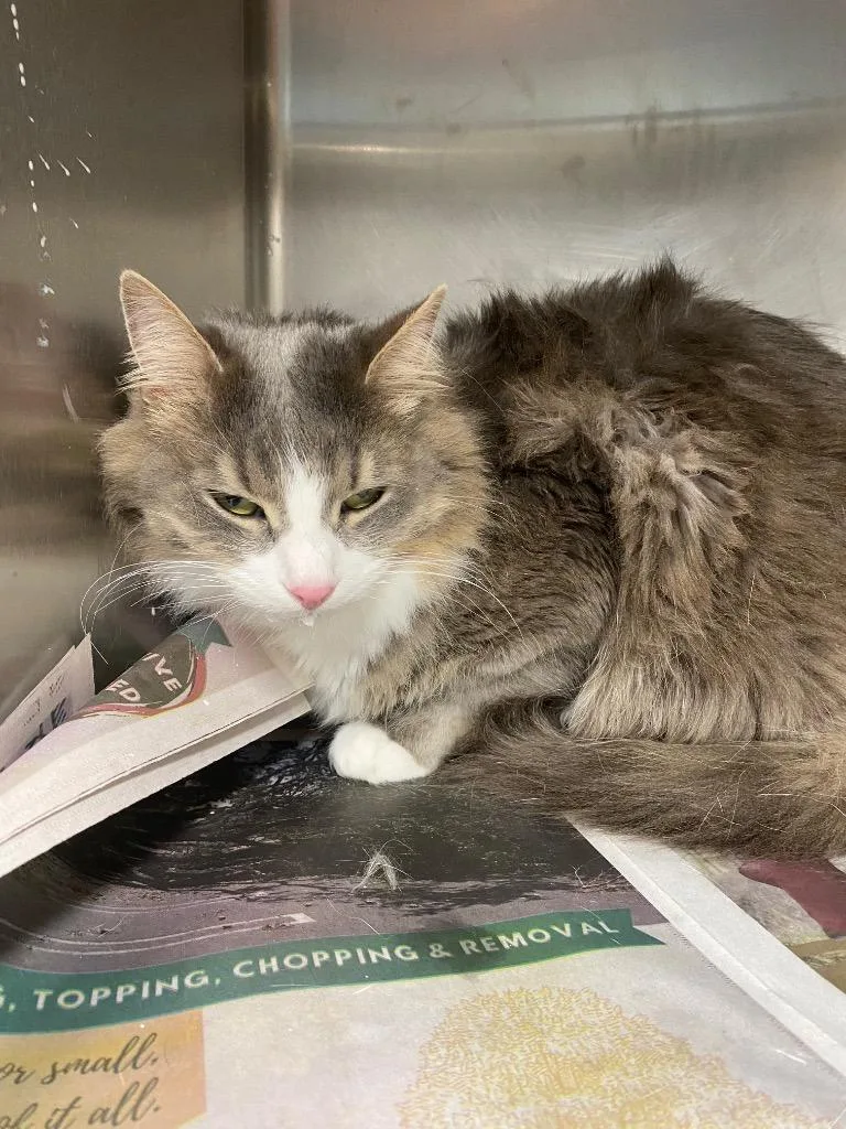 An adult large-sized male Domestic Short Hair cat named Kelvinmilo for adoption in Hopkinsville, KY