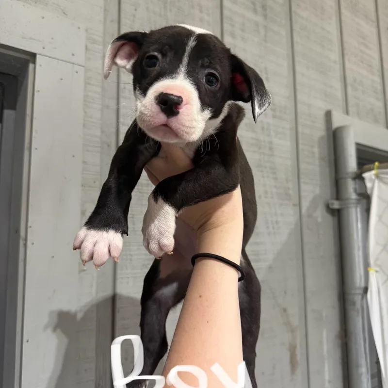 A baby medium-sized male Black Labrador Retriever dog named Biscuit for adoption in Pawling, NY