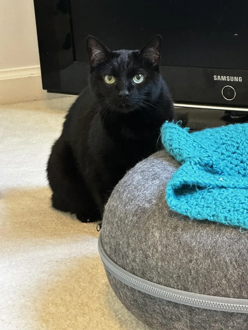 An adult medium-sized female Domestic Short Hair cat named Shadow for adoption in Marietta, GA