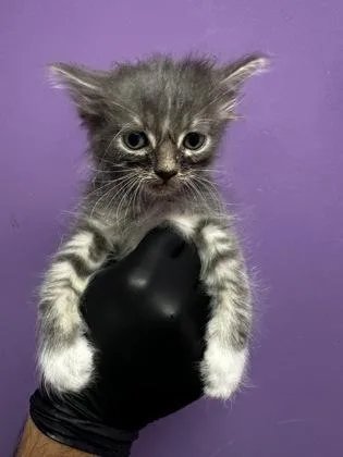 A baby small-sized male Gray / Blue / Silver Domestic Medium Hair cat named 60852293 for adoption in El Paso, TX