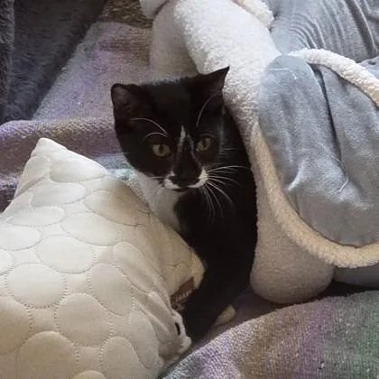 A young small-sized female Domestic Short Hair cat named Goosey Loosey for adoption in Voorhees, NJ