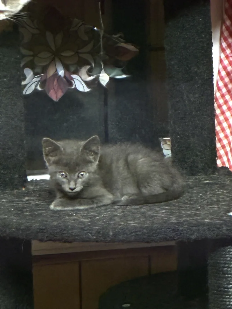 A baby small-sized female Gray / Blue / Silver Domestic Short Hair cat named Captain Kate for adoption in Bayonne, NJ