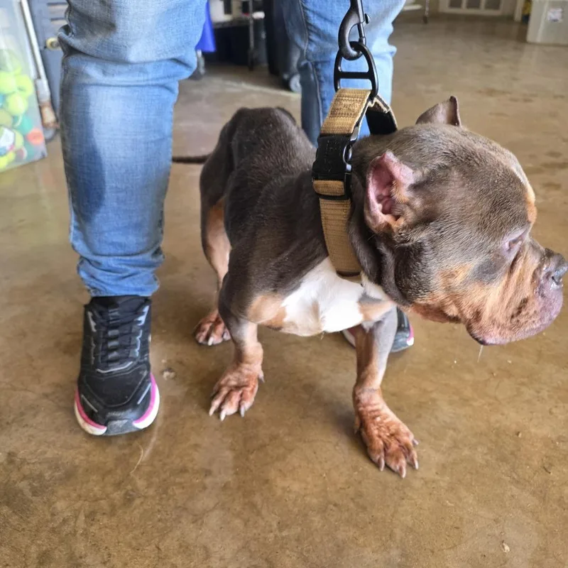 Pluto Fka Gremlin thumbnail 2