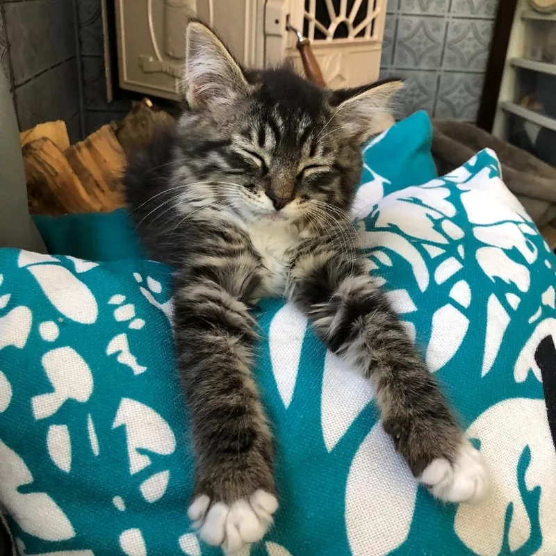 A baby small-sized female Brown / Chocolate Domestic Medium Hair cat named Bailey for adoption in Santa Rosa, CA
