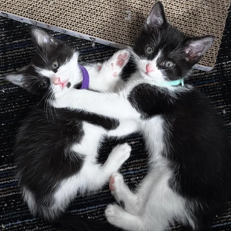 A baby small-sized male Black Domestic Short Hair cat named Tuxley for adoption in Miami, FL