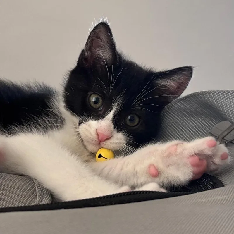 Tuxley thumbnail 2