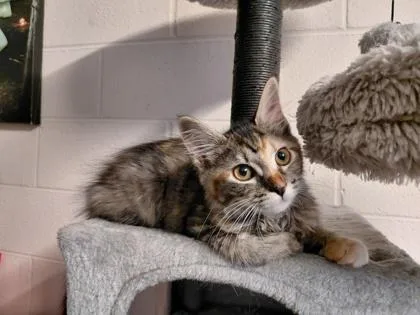 A baby small-sized female Domestic Medium Hair cat named Wilykit for adoption in Wilkesboro, NC