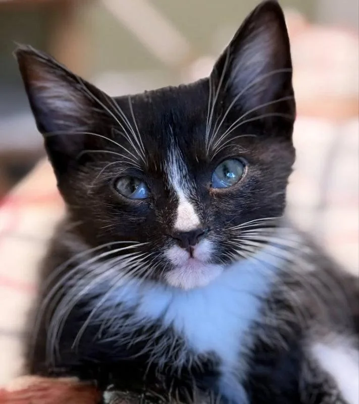 A young medium-sized male Tuxedo cat named Pj for adoption in Knoxville, TN