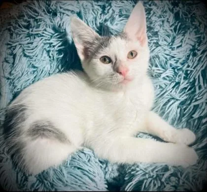 A baby medium-sized female Gray & White Domestic Short Hair cat named Audrey for adoption in Warr Acres, OK