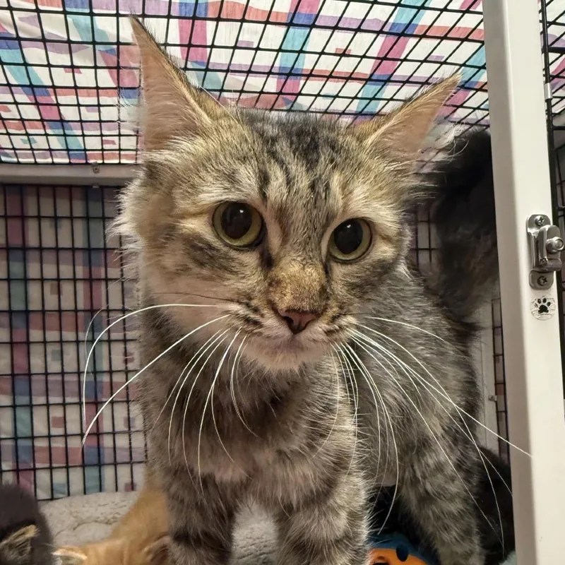 An adult medium-sized female Domestic Medium Hair cat named Sasha for adoption in Norfolk, NE