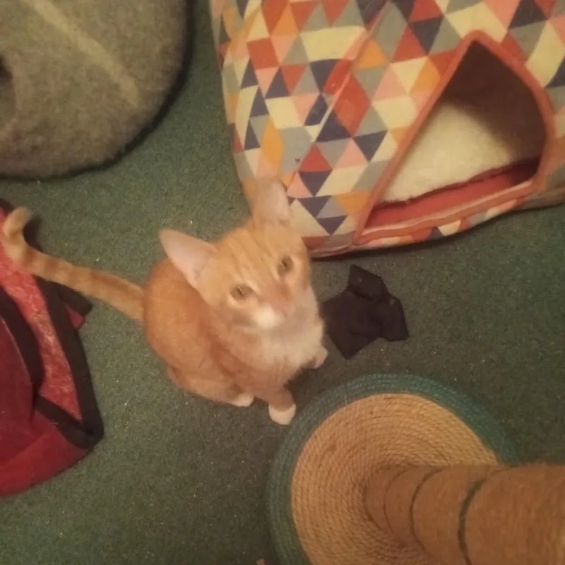 Goldie Tex thumbnail 2