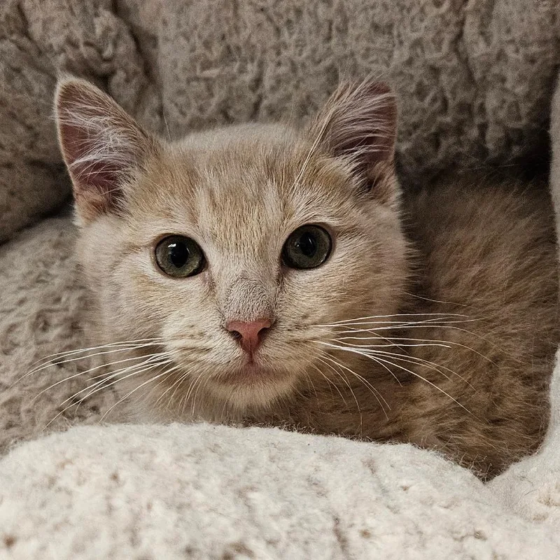 A baby small-sized female Buff / Tan / Fawn Domestic Short Hair cat named Yara for adoption in Oneonta, NY
