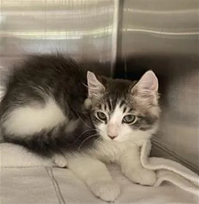 A baby small-sized male Domestic Medium Hair cat named Nantucket for adoption in Auburn, CA
