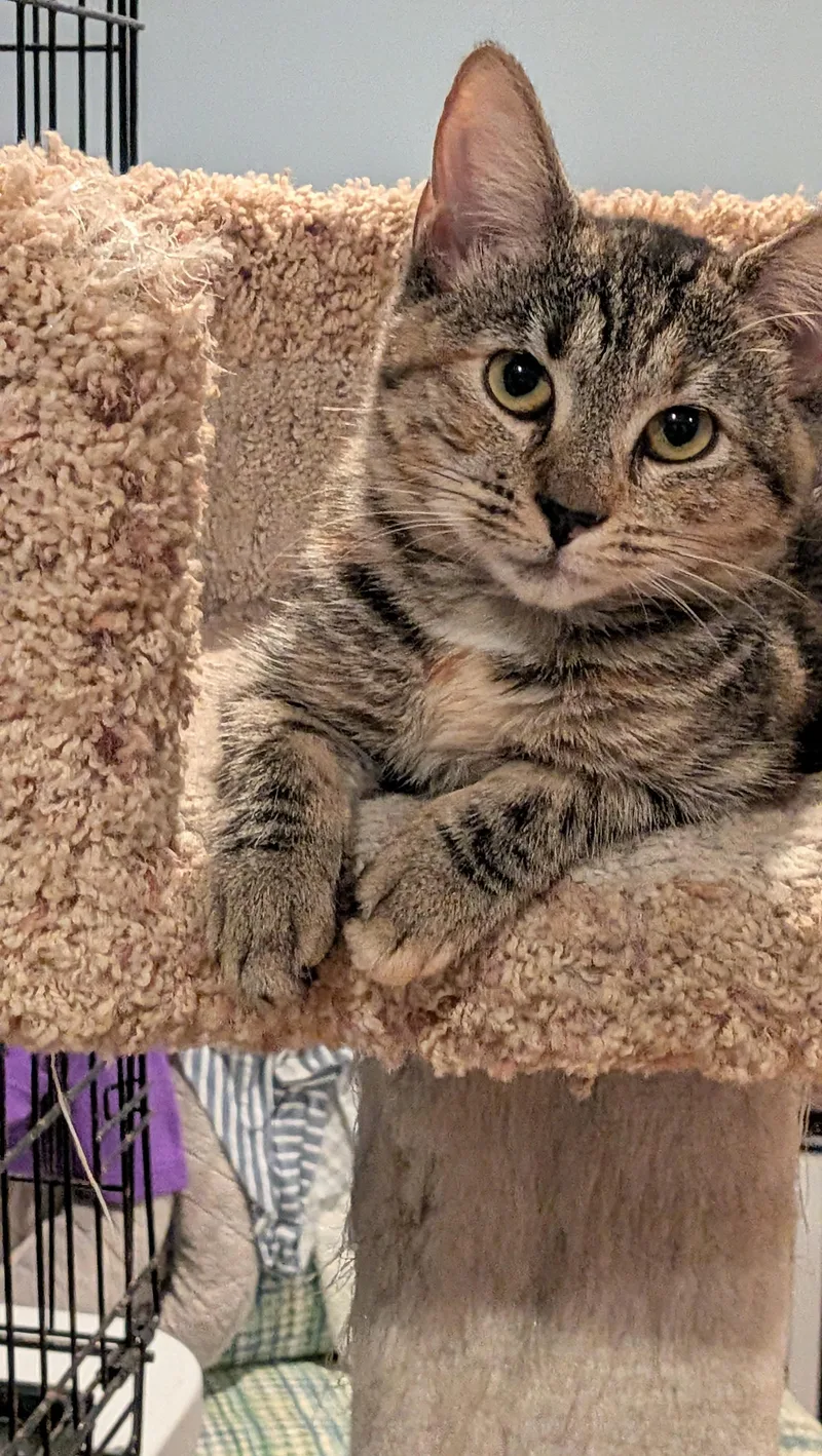A baby medium-sized female Domestic Short Hair cat named Marina for adoption in Wilmington, NC