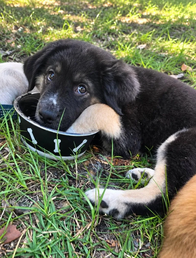 A baby large-sized male Tricolor (Brown, Black, & White) Great Pyrenees dog named Cookie for adoption in Palm Bay, FL