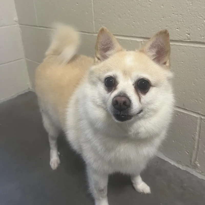 A senior small-sized male Pomeranian dog named Tucker for adoption in East Smithfield , PA