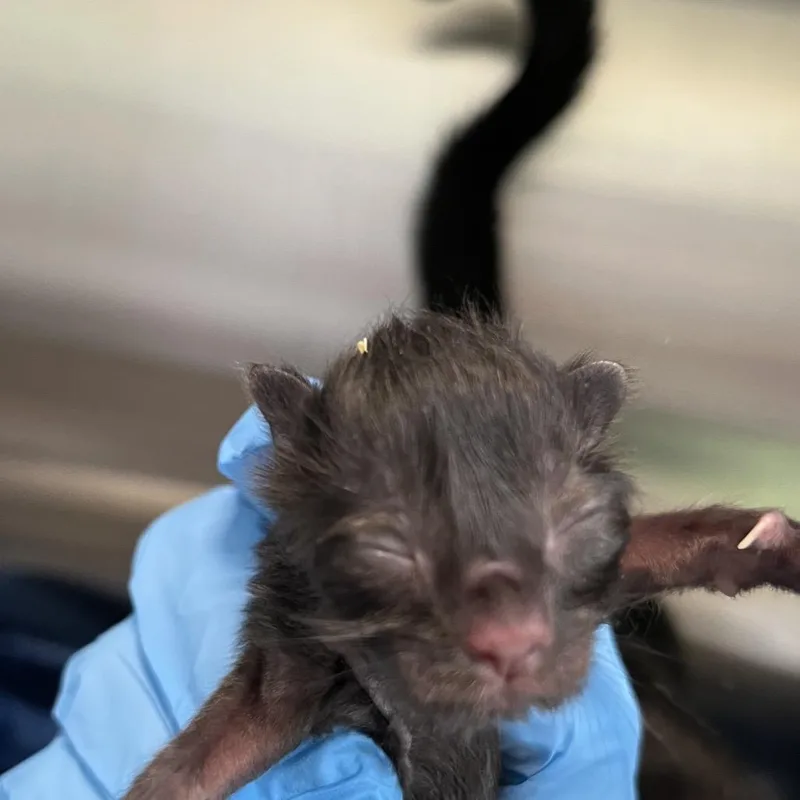 A baby small-sized male Black Domestic Medium Hair cat named Sun Dial for adoption in Greensboro, NC