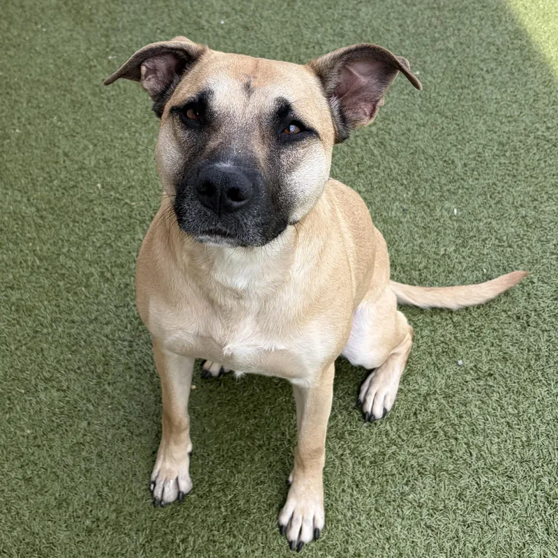 An adult medium-sized female American Staffordshire Terrier dog named Indie for adoption in Wenatchee, WA