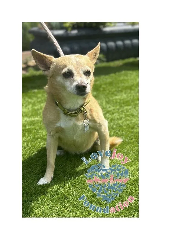 A senior small-sized female Yellow / Tan / Blond / Fawn Chihuahua dog named Lana for adoption in Inglewood, CA