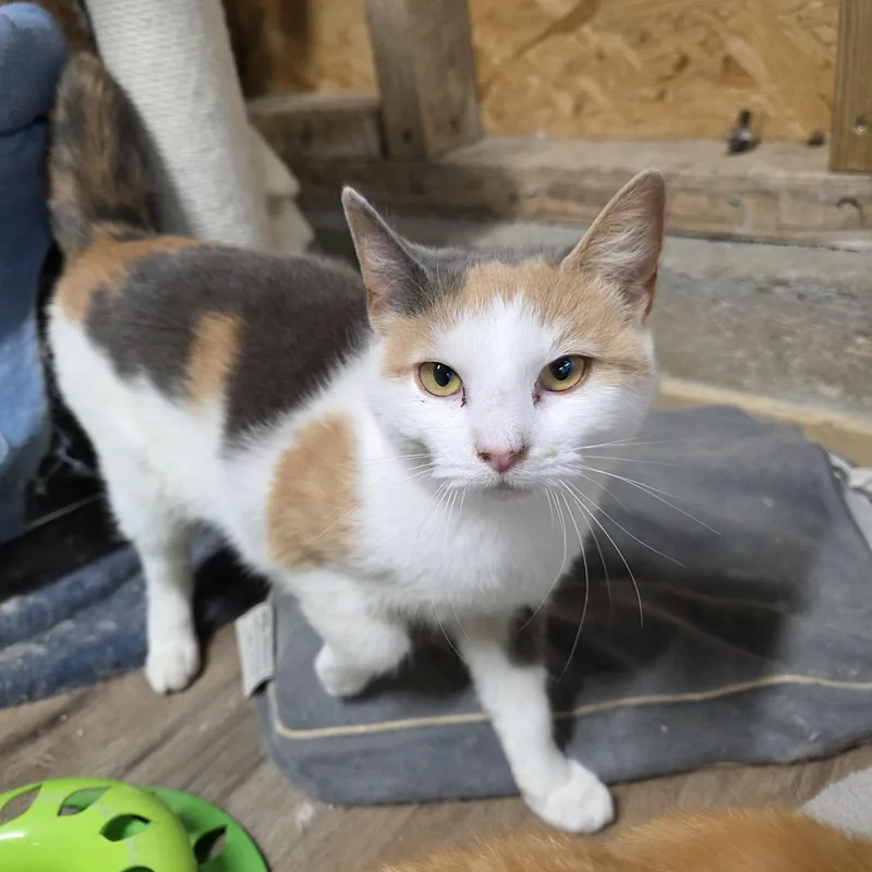 A baby medium-sized female Calico Calico cat named Scilly for adoption in Richmond, VA