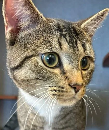 An adult medium-sized male Domestic Short Hair cat named Pottz for adoption in Washington, DC