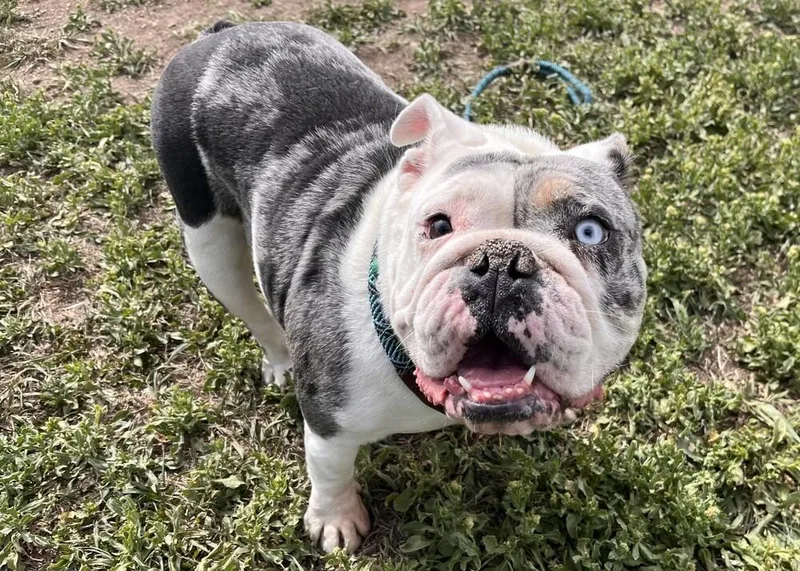 A young medium-sized female English Bulldog dog named Apple Dumpling for adoption in Denver, CO