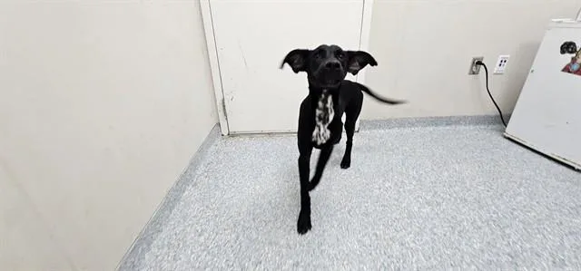 A young medium-sized male Labrador Retriever dog named Grape for adoption in Garland, TX