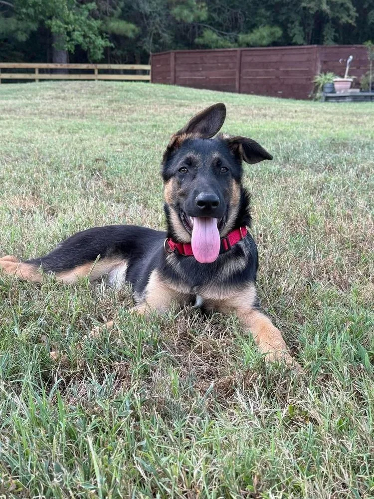 A baby small-sized male Tricolor (Brown, Black, & White) German Shepherd Dog dog named Hunter Riley for adoption in Sealy, TX