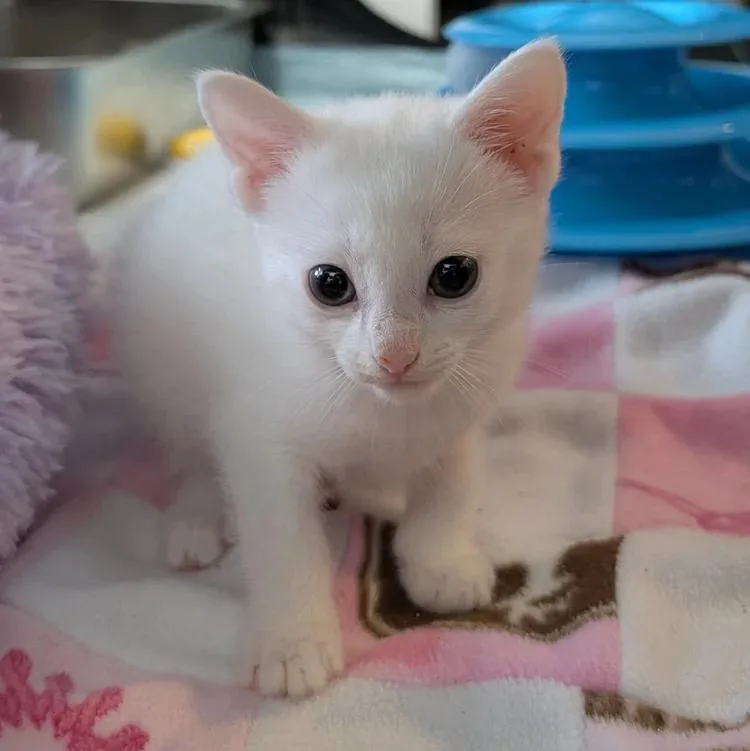 A baby medium-sized female White Domestic Short Hair cat named Quartz for adoption in Davison, MI